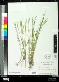 Image result for Agrostis pilgeriana