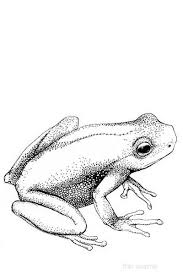 Pin Pa Animal Illustrations