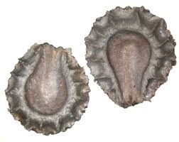 Image result for Stephania abyssinica