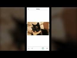 Funny cat wallpapers, funny cat gallery of photos, w funny cat backgrounds apk download latest version funny cat wallpaper my blogfunny lol 1024×768. Cat Wallpapers Hd Cute Gifs Videos Wastickers Apps On Google Play