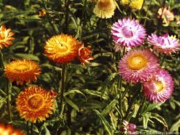 Slike od presano suhoo cvece : Imena I Fotografije Suhog Cvijeca Uzgajanog Za Zimske Sastave Sadnja I Susenje Nacini Skladistenja