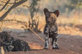 You did a incredible job capturing the little african dog's beauty! African Wild Dog Page 35 Africa Wild