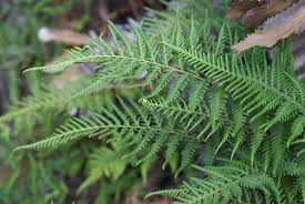 Image result for Pityrogramma