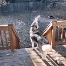 Funny Dog Gif Explore Tumblr Posts And Blogs Tumgir