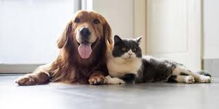 If your cat has developed mats in its fur, you'll need to remove them right away to keep. Matted Fur The Dangers And What To Do About It Dog Grooming Gr