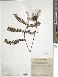 Image result for Adiantum vogelii