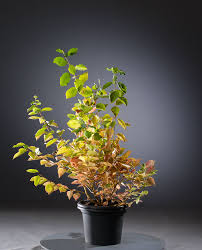 We did not find results for: Feuer Hartriegel Midwinter Fire Cornus Sanguinea Midwinter Fire Gunstig Online Kaufen