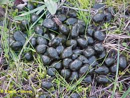 Maybe you would like to learn more about one of these? Deer Scat