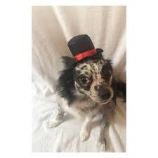 Dog Top Hat Pet Top Hat Etsy Dog Top Dogs Pets