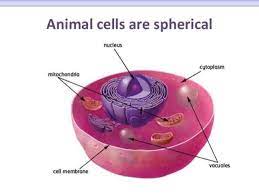 Animal cell biology form 4. Biology Form 4 Chapter 2 Part 1 Cell Structure