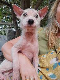 VIER PFOTEN - Banh Baos Weg zur Heilung 🐕 Es ist erstaunlich, wie viel in  nur wenigen Wochen passieren kann: Vielleicht erinnert ihr euch noch an die  herzzerreißenden Fotos des kleinen Banh
