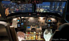 Travel Guide For Cats Pelaqita Persians