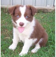 Collie puppies, collie breeders, collies for sale, collies. Border Collie Breeders Australia Border Collie Info Puppies