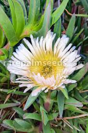 Image result for Carpobrotus