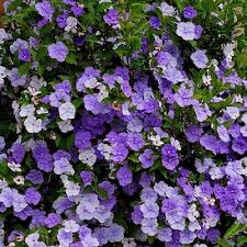 Image result for Brunfelsia pauciflora