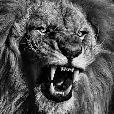 Black And White Lion Tattoo Ideas 50 Lion Tattoo Designs Lion Tattoo Design Lion Head Tattoos Lion Tattoo