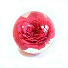 Our terrarium arrangement consist of a real ecuadorian small (1.6) handpicked preserve rose, that last over a year. Real Rose Globe 44 Pink Walmart Com