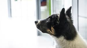 Deze nummertjes werden gebruikt door de meer vermogende, zeer zeker deze set die bestaat uit 12 zilveren nummertjes nummertjes verbinden hond tekening : Infotheek Diergezondheidscentrum De Limes