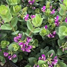 Image result for Polygala filicaulis