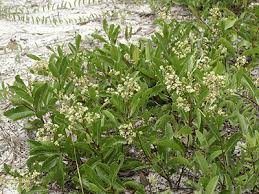 Image result for Ficalhoa laurifolia