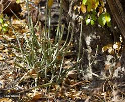 Image result for Kleinia longiflora