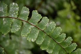 Image result for Adiantum patens