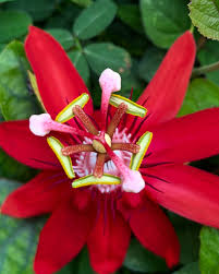 Image result for Passifloraceae