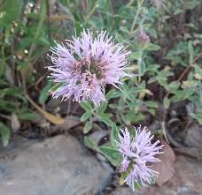 Image result for Polystachya villosa