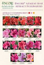 Attract Pollinators With Encore Azaleas Azaleas Landscaping Garden Flowers Perennials Azaleas