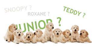 Noms de chiens italiens ou d'origine italienne | wouaf wouaf. Nom De Chien Comment Le Choisir