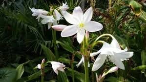 Image result for Crinum jagus