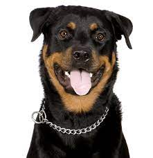 (aus > san antonio) pic. Rottweiler Puppies For Sale Adoptapet Com