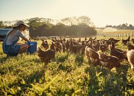New rights for animals and new responsibilities for humans. Animal Welfare In Asia Specific Flaws And Strengths Future Trends And Objectives