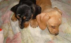 If you are looking to adopt or buy a doxie take a look here for puppies for as low as $300! Playful Miniature Dachshund Puppy Price 300 00 For Sale In Nekoosa Wisconsin Best Pets Online