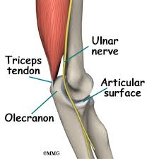 It articulates behind the humerus in the olecranon fossa and may be felt as the point of the elbow. Conditions And Treatments