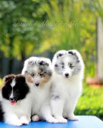 Black And White Sheltie Puppies Shetland Sheepdogs Puppies Colours Bi Black Blue Merle And Bi Blue Www Grandalexander Com Sheltie Shetland Sheepdog Shetland Sheepdog Puppies