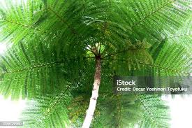 Image result for Schizolobium parahyba