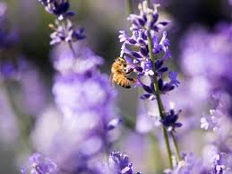 There's a lot of talk about bees today. 6 Plants To Attract Bees In Your Garden Realestate Com Au