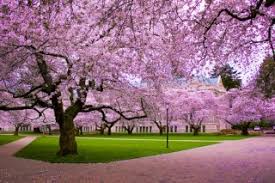 We did not find results for: Gambar Pohon Sakura Anime