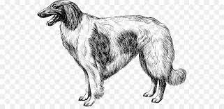 Silken Windhound Borzoi American Staghound Png Transparente Gratis