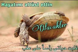 ust فوق alt تحت animals turtle
