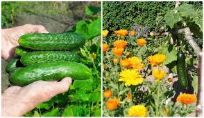 Nov 29, 2012 · basically, companion planting means learning about which plants provide benefits to other plants and planting them together in the garden. 11 Cucumber Companion Plants 3 To Never Plant With Cucumbers