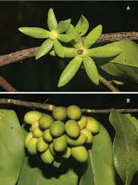 Image result for Huberantha