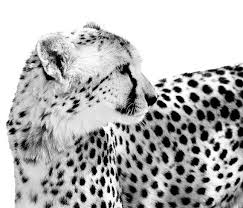 Black And White Cheetah Photography Wildlife Photography Cheetah Art Black And White Art Cheetah Photo Monochrome Fine Art Animal Art Photography Wall Art Cheetah Photos Wildlife Photography Black And White