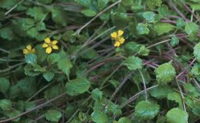 When the plant isn't in bloom, creeping phlox has tiny green leaves, transforming into a blanket of color when. Covering Ground With Creeping Plants Finegardening