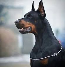 ekin adar adli kullanicinin doberman panosundaki pin doberman kopek mavi doberman