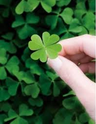 车轴草trifolium linn 来自陈紫删的图片分享 堆糖 green aesthetic clover leaf beautiful flowers