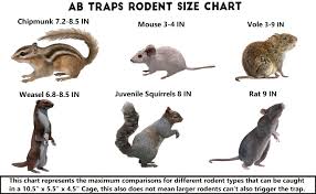 Best kill traps for squirrels. Amazon Com Ab Traps Quality Live Animal Humane Trap Catch And Release Rats Mouse Mice Rodents Cage Voles Squirrel And Similar Sized Pets Safe And Effective Size Small Garden Outdoor