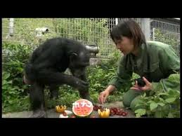 Down Syndrome In Chimps Seen For Only The Second Time Seeker