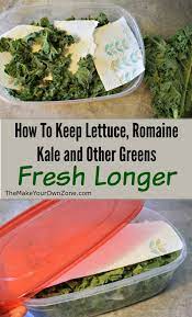 Using your kitchen shears or simply your own fingers, separate each lettuce leaf from the head. How To Keep Lettuce And Other Greens Fresh Longer Romaine Lettuce Recipe Fresh Food Lettuce Recipes